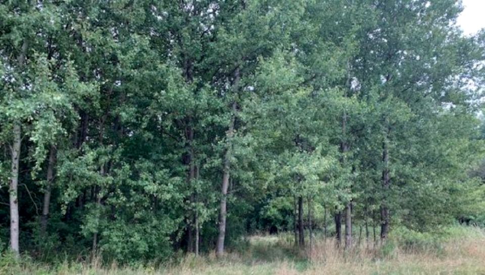 Działka leśna Uziębły