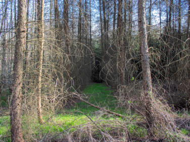 Działka Łopuszka Wielka