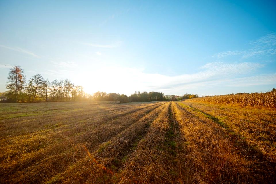 Działka poniatowice