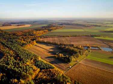 Działka przy lesie