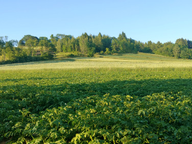 Działka przy lesie