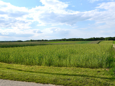 Działka budowlano-rolna Policzna