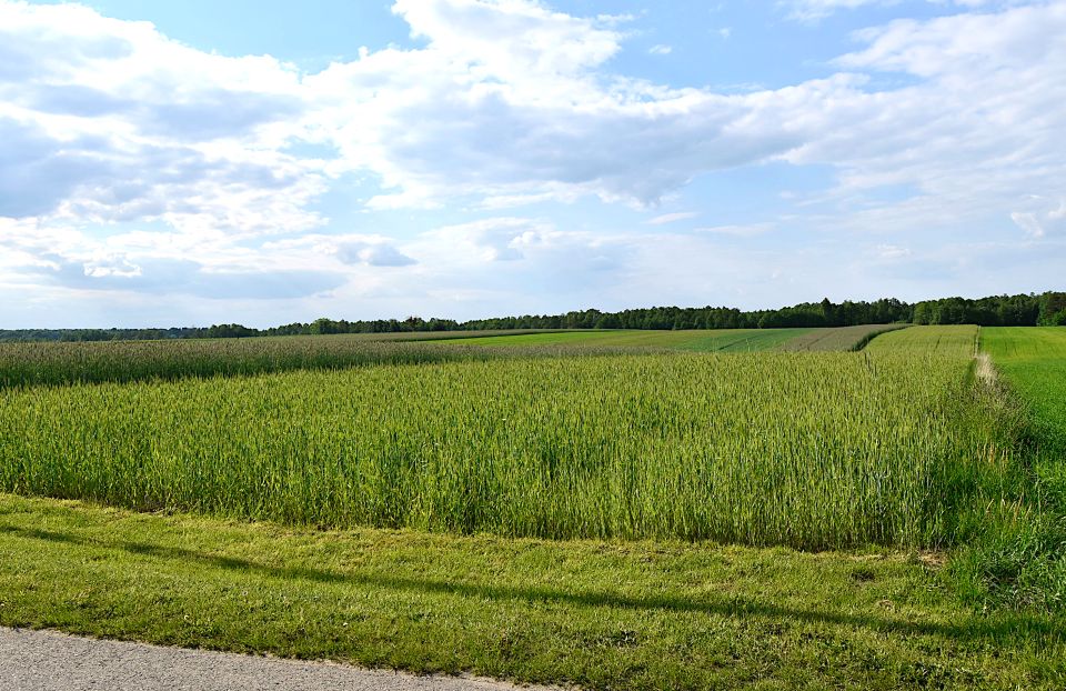 Działka budowlano-rolna Policzna