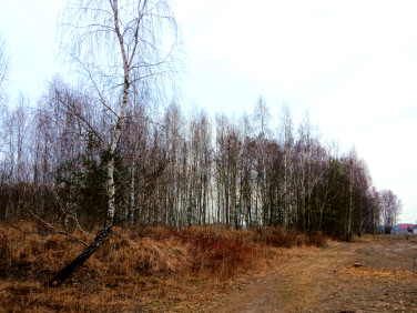 Działka budowlana Koryta sprzedam