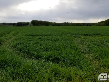 Działka inwestycyjna Przemocze