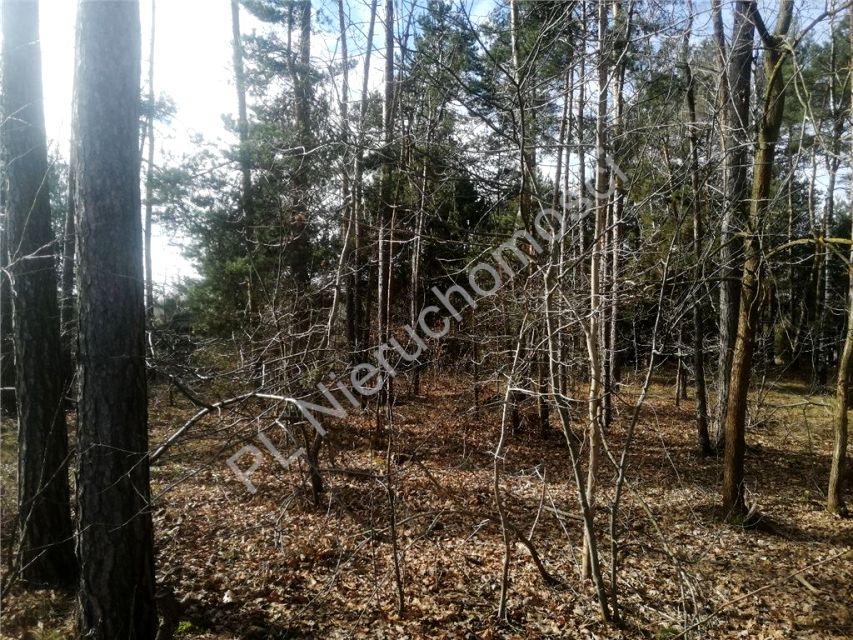 Działka leśna Zalesie