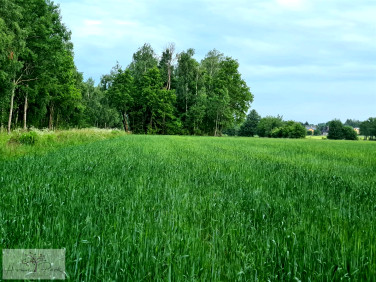 Działka budowlana Dalików