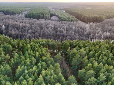 Działka leśna Łapinóż