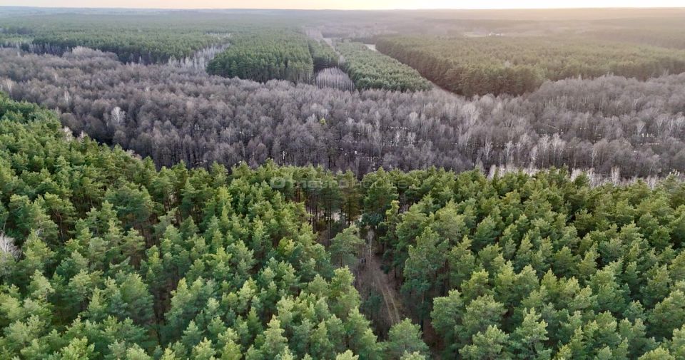 Działka leśna Łapinóż