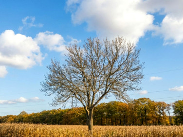 Działka inwestycyjna Sanie