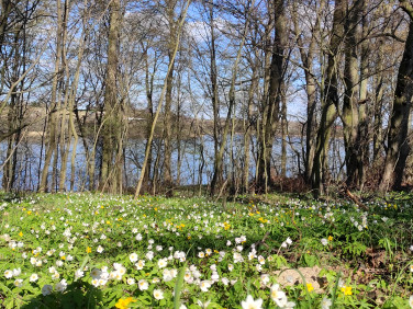 Działka rekreacyjna Radzynek