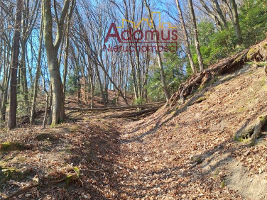 Działka leśna Zakliczyn