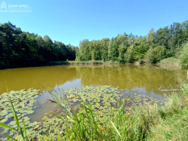 Działka leśna Rybnik