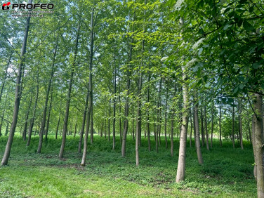 Działka rolna Golasowice