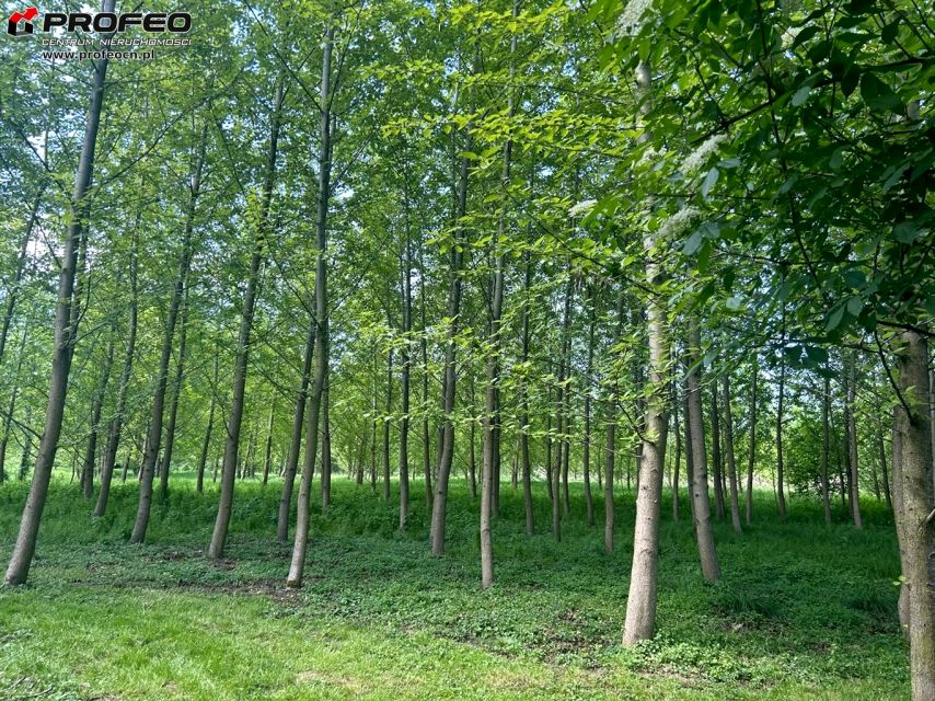 Działka rolna Golasowice