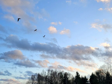 Działka Stary Borek