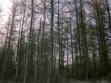 Działka Łopuszka Wielka