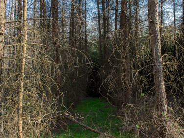 Działka Łopuszka Wielka