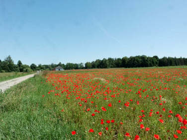Działka Rożnowo
