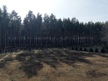 Działka budowlana Murzynowo Leśne