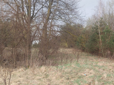 Działka siedliskowa Milejczyce
