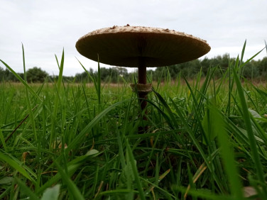 Działka budowlana Koźle