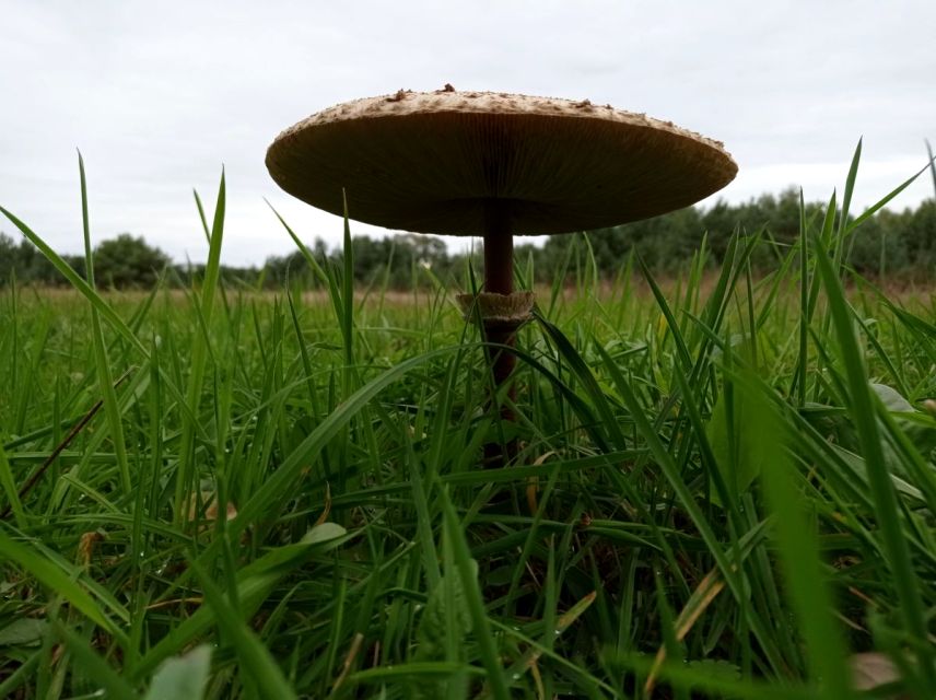 Działka budowlana Koźle