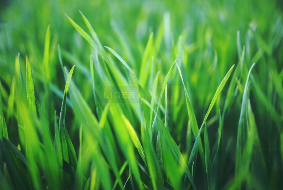 Działka budowlana Warszawa