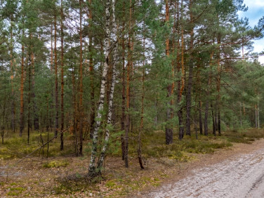 Działka leśna Majdan Kasztelański sprzedam