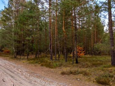 Działka leśna Majdan Kasztelański