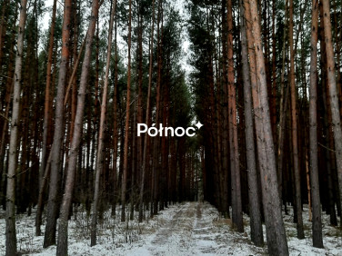 Działka leśna Uhowo