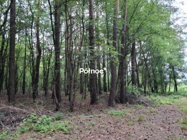Działka leśna Łapy