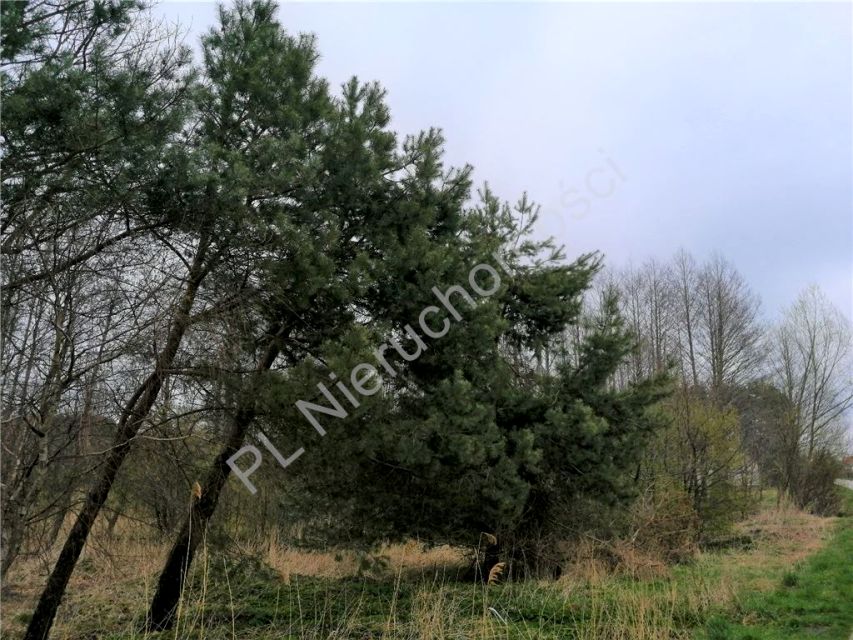 Działka budowlana Zakole-Wiktorowo