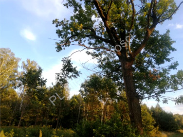 Działka budowlana Wola Rafałowska