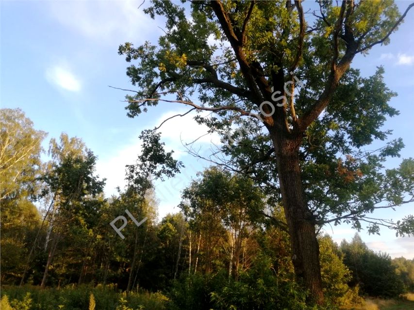 Działka budowlana Wola Rafałowska