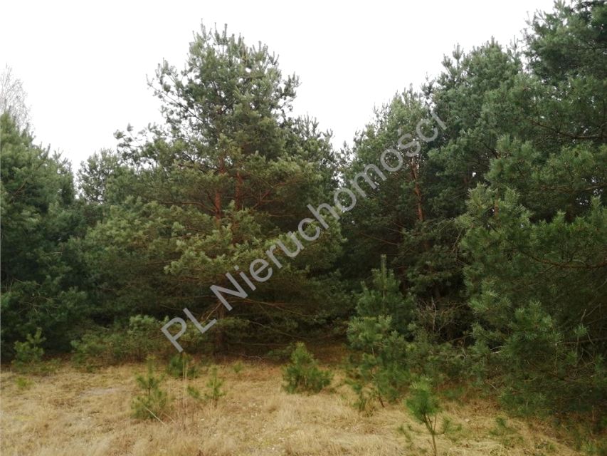 Działka budowlana Chełst