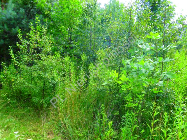 Działka rolna Mlęcin