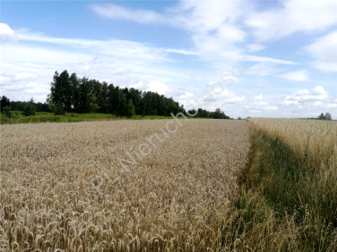 Działka Dobre