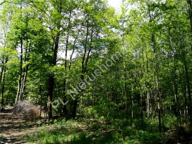 Działka Grabina
