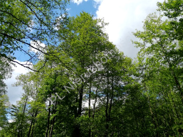 Działka budowlana Grabina