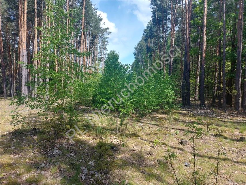 Działka leśna Strugi Krzywickie