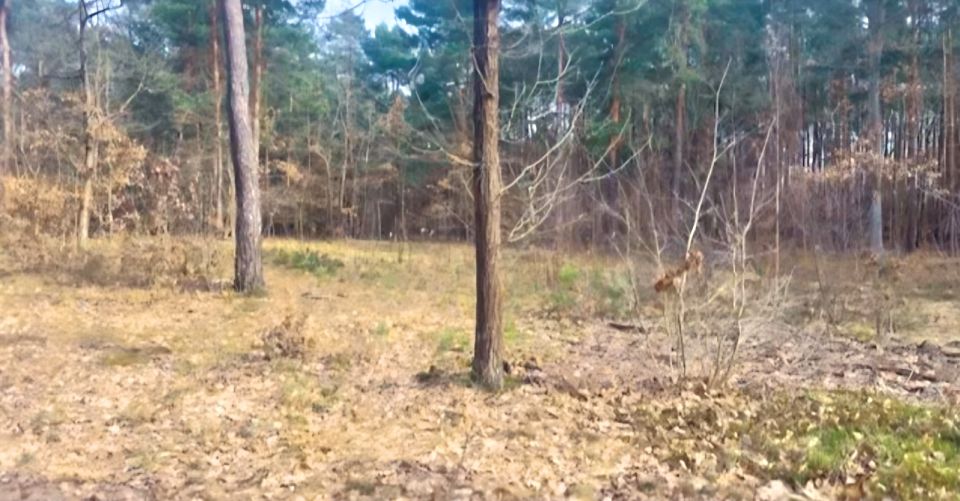 Działka budowlana Radziejowice-Parcel