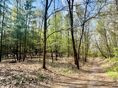 Działka leśna Rybnik