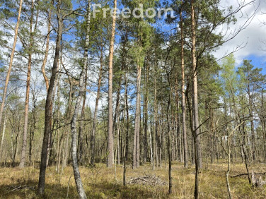 Działka leśna Curyn