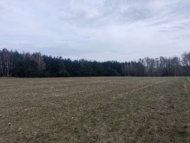 Działka rolna Panaszew