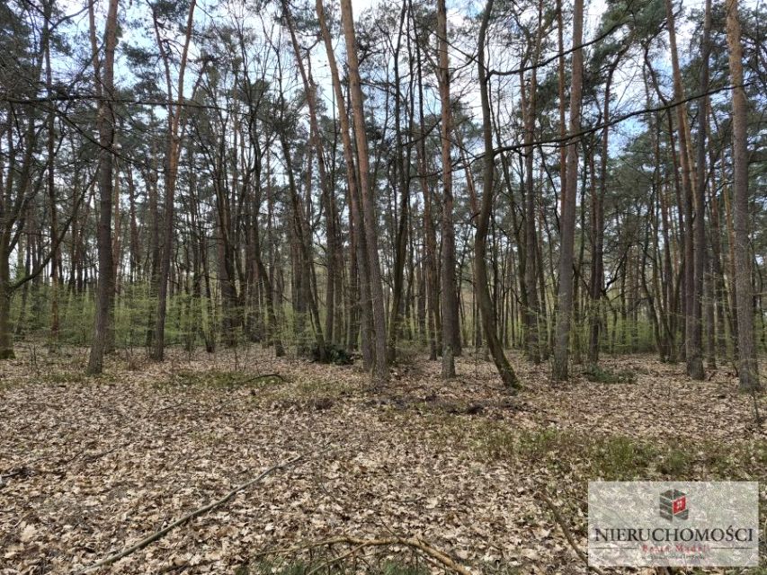 Działka leśna sprzedam
