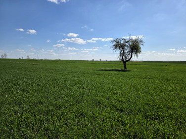 Pusta działka Bogucin