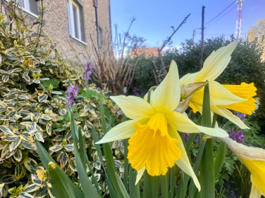 Mieszkanie Pieniężno