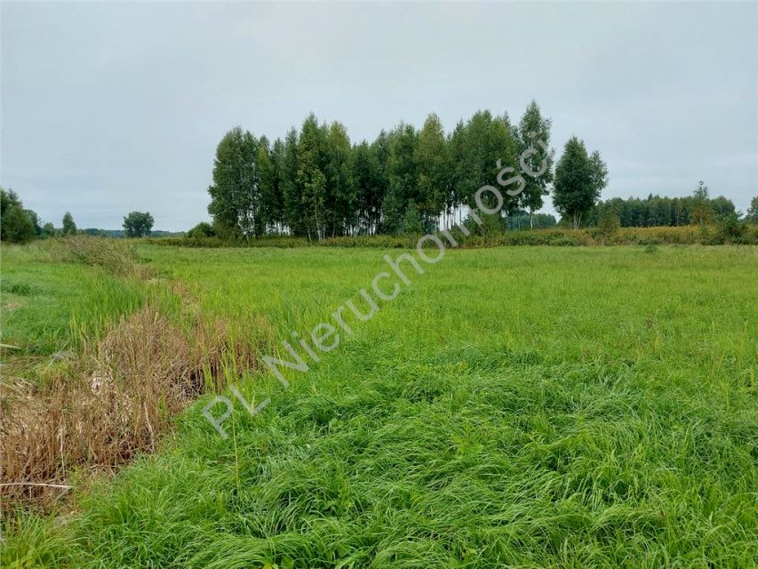 Zdjęcie 3