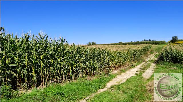 Działka rolna Bębło